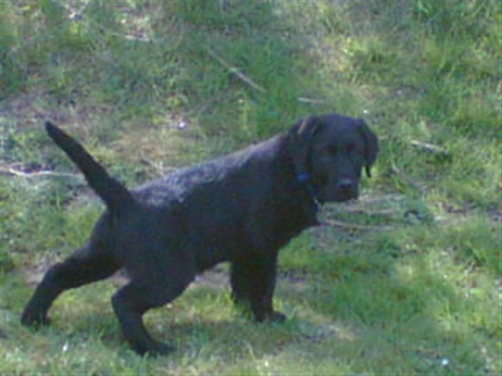 Labrador retriever Simba billede 6