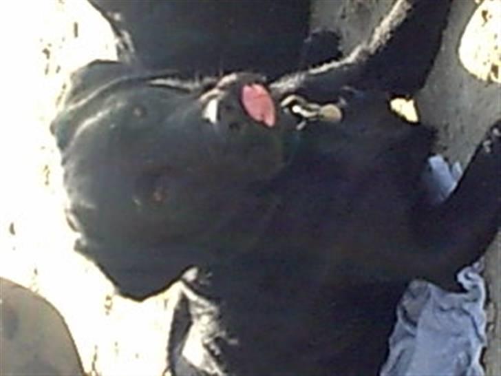 Labrador retriever Simba billede 7