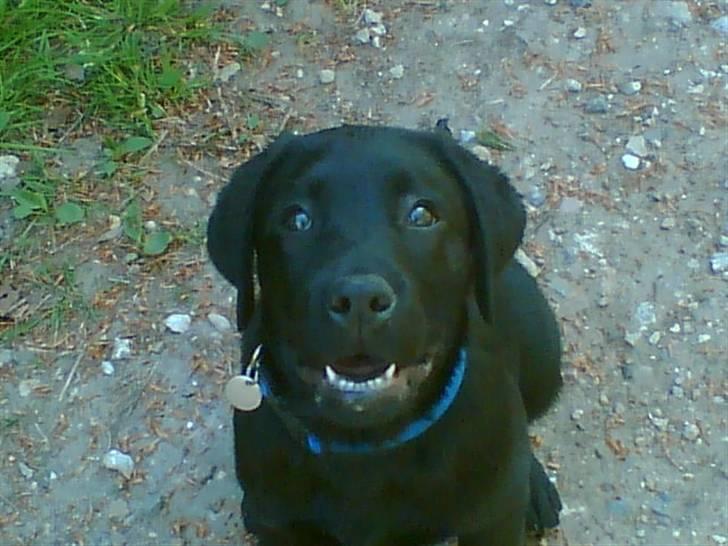 Labrador retriever Simba billede 8