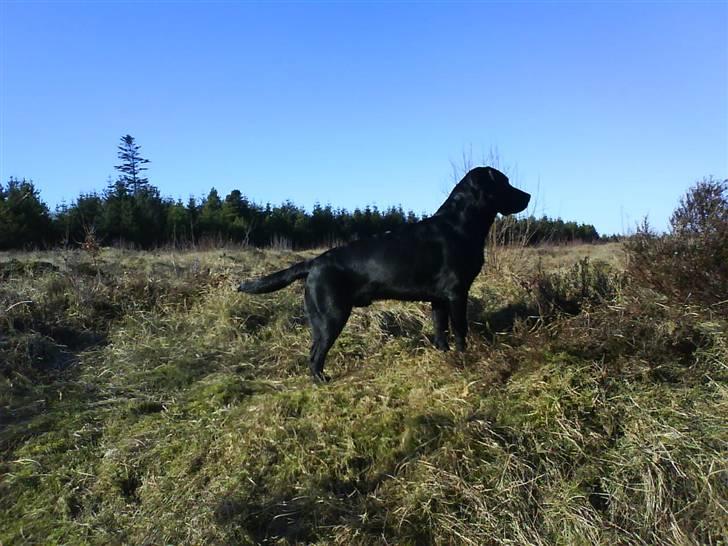 Labrador retriever Simba billede 9