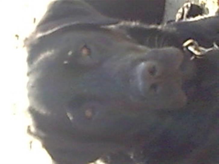 Labrador retriever Simba billede 10