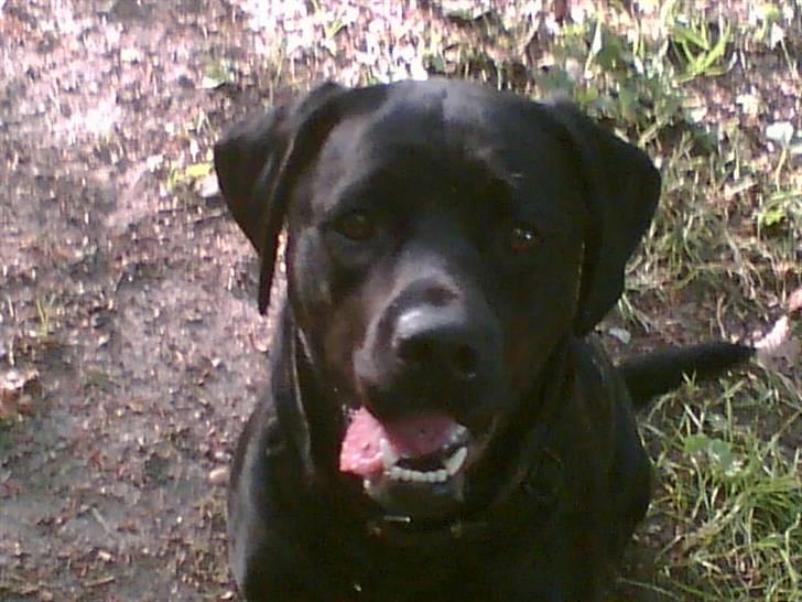 Labrador retriever Freja billede 6