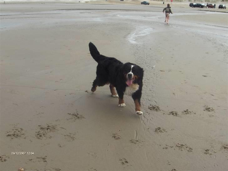 Berner sennenhund Lady (død d 11-06-08) billede 10