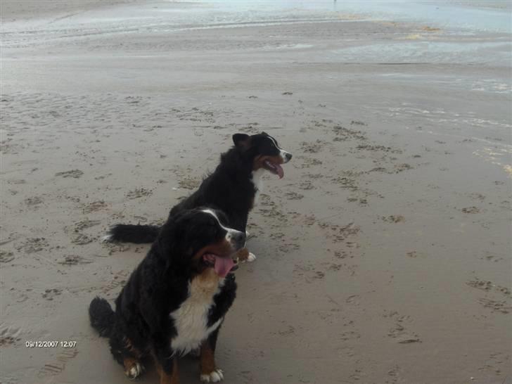 Berner sennenhund Lady (død d 11-06-08) billede 11