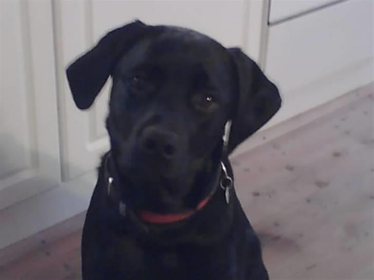 Labrador retriever Freja billede 7