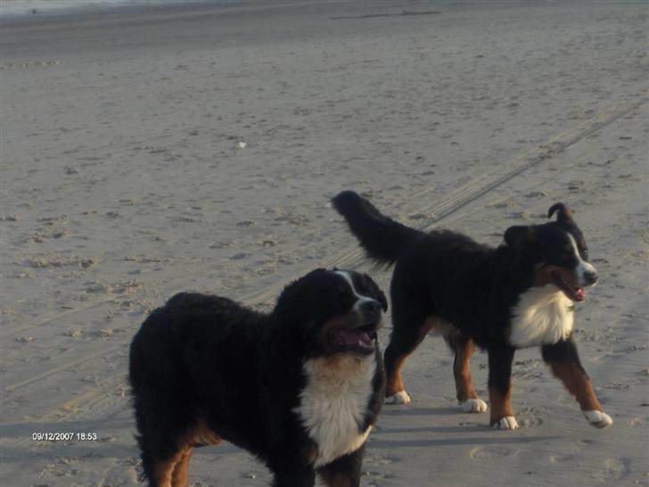 Berner sennenhund Lady (død d 11-06-08) billede 12