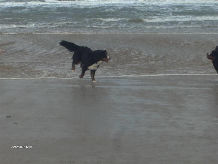 Berner sennenhund Chili billede 19