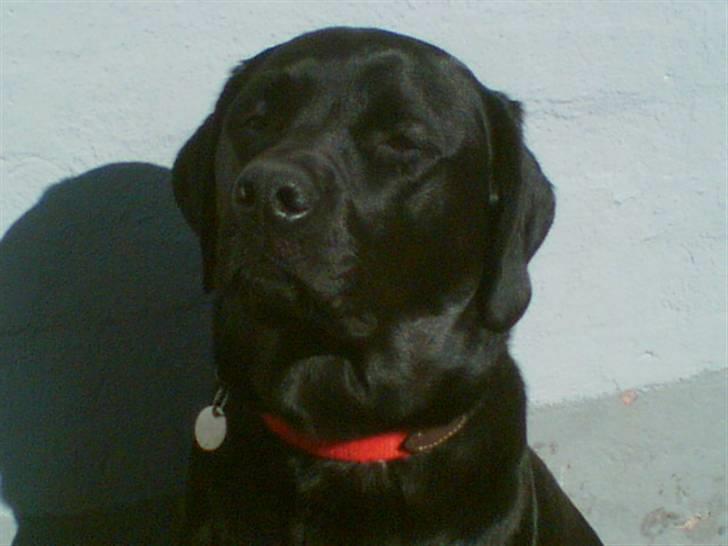 Labrador retriever Freja billede 8