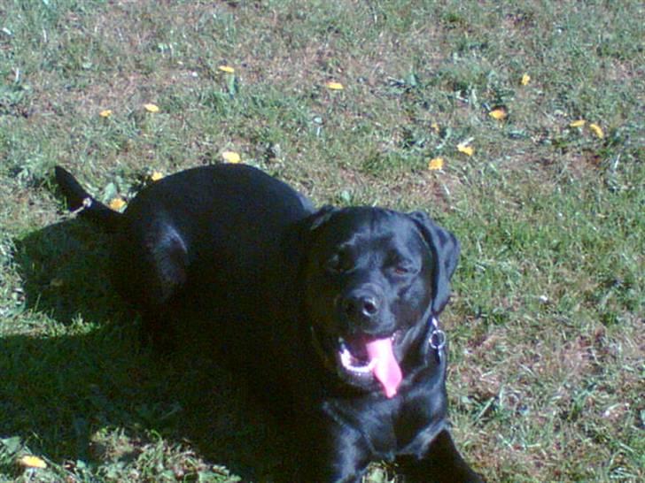 Labrador retriever Freja billede 9