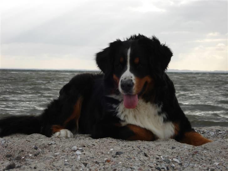 Berner sennenhund Chili billede 20