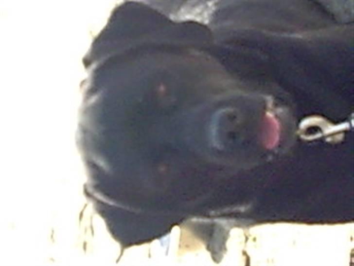 Labrador retriever Freja billede 10