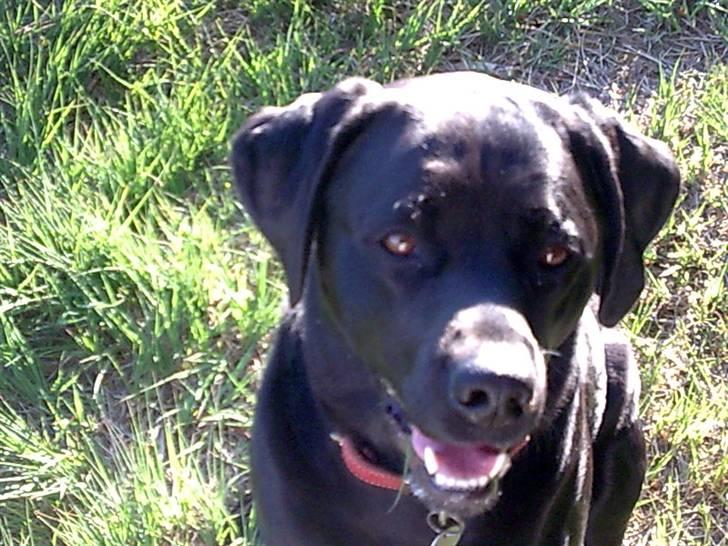 Labrador retriever Freja billede 11