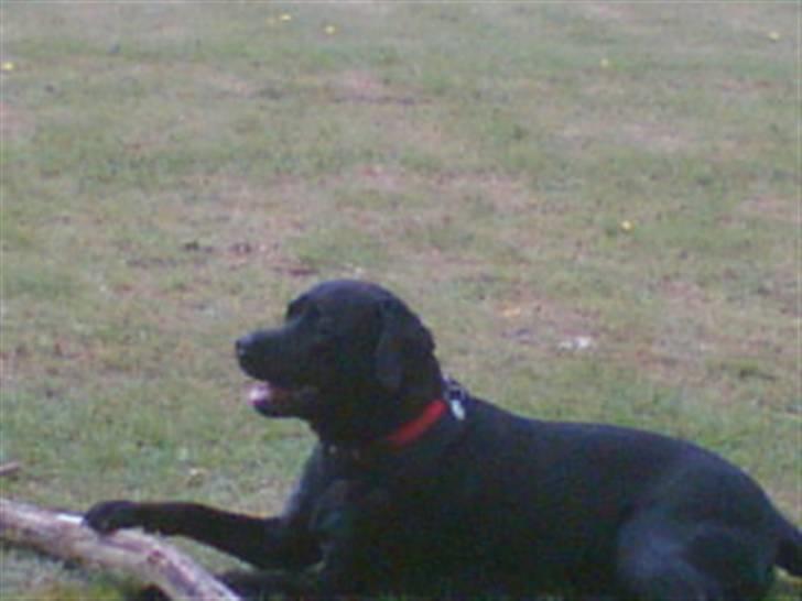 Labrador retriever Freja billede 12