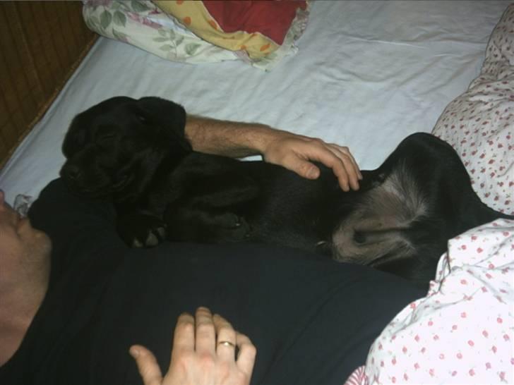 Labrador retriever Simba billede 11