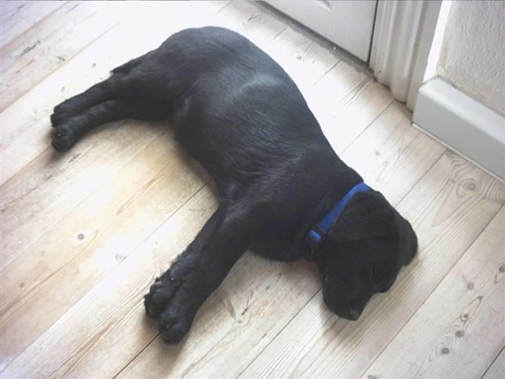 Labrador retriever Simba billede 12