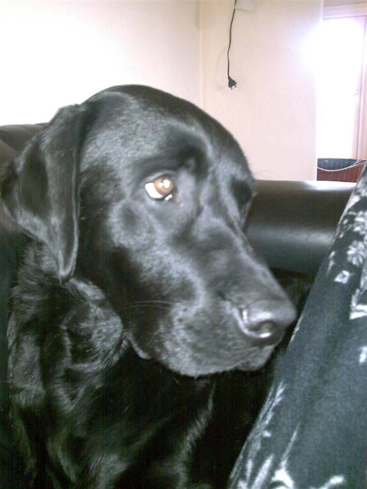 Labrador retriever Simba - Jeg må vist lige passe på  mit ben her...... billede 13