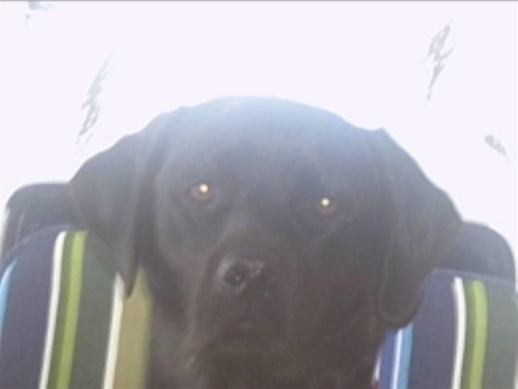 Labrador retriever Freja billede 13