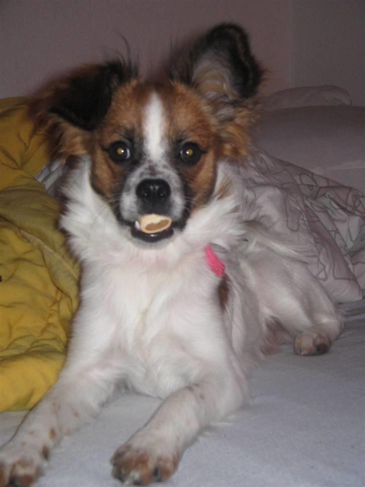 Blanding af racer Bambi billede 1