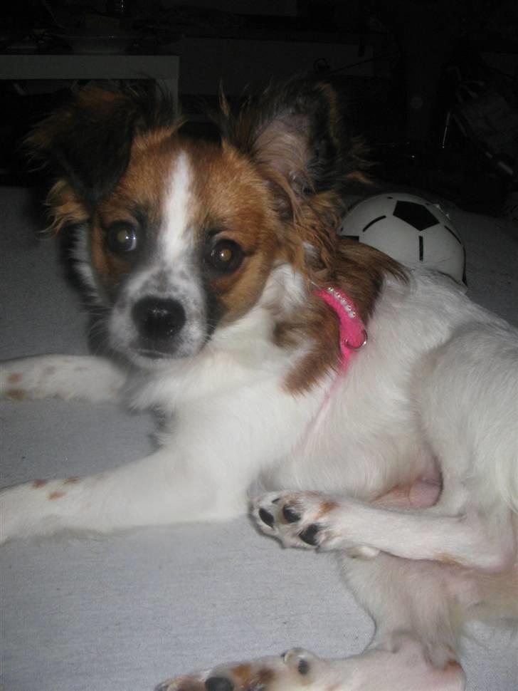 Blanding af racer Bambi billede 2