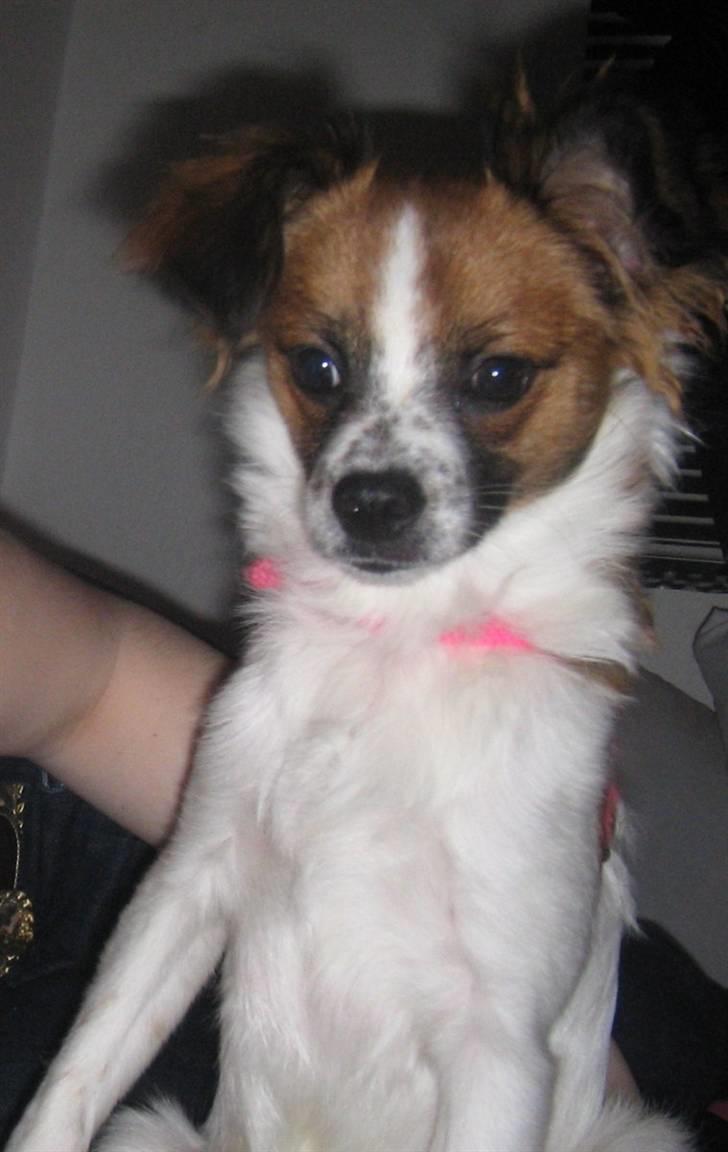 Blanding af racer Bambi billede 3