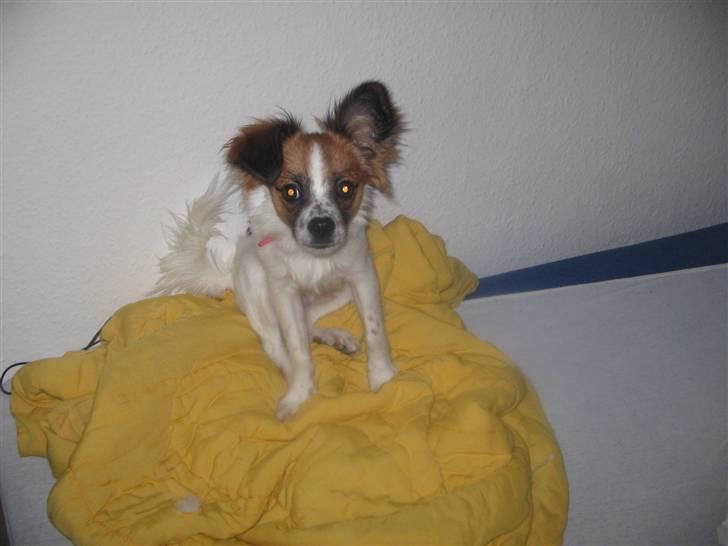 Blanding af racer Bambi billede 4