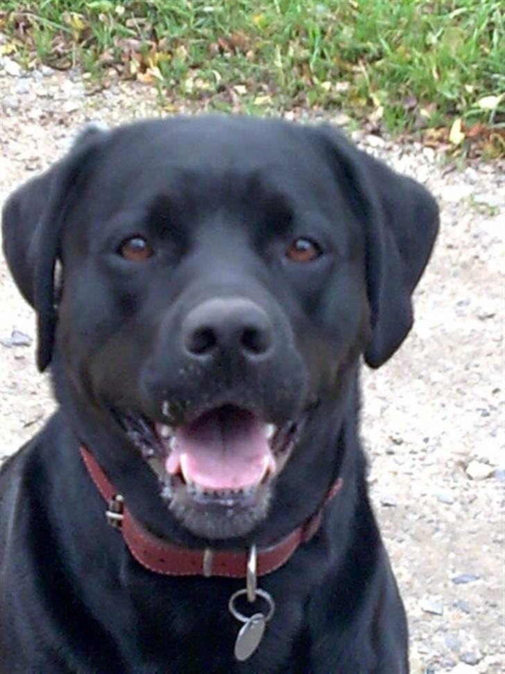 Labrador retriever Freja billede 14