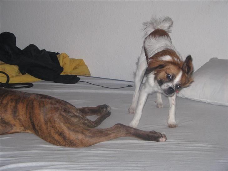 Blanding af racer Bambi - han tager sig lige en rystetur:D billede 5