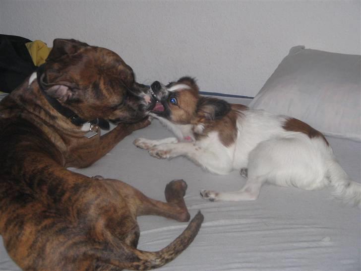 Blanding af racer Bambi - haha.. min lille farlige muskel hund.. billede 6