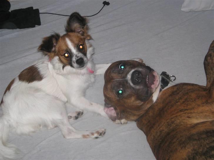 Blanding af racer Bambi - bambi og hans bedste veninde:D billede 7