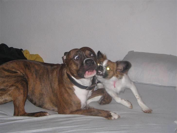 Blanding af racer Bambi - hvem af de 2 er kamphunden? hehe billede 8