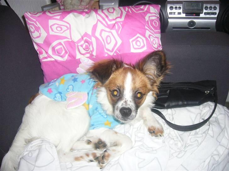 Blanding af racer Bambi billede 9