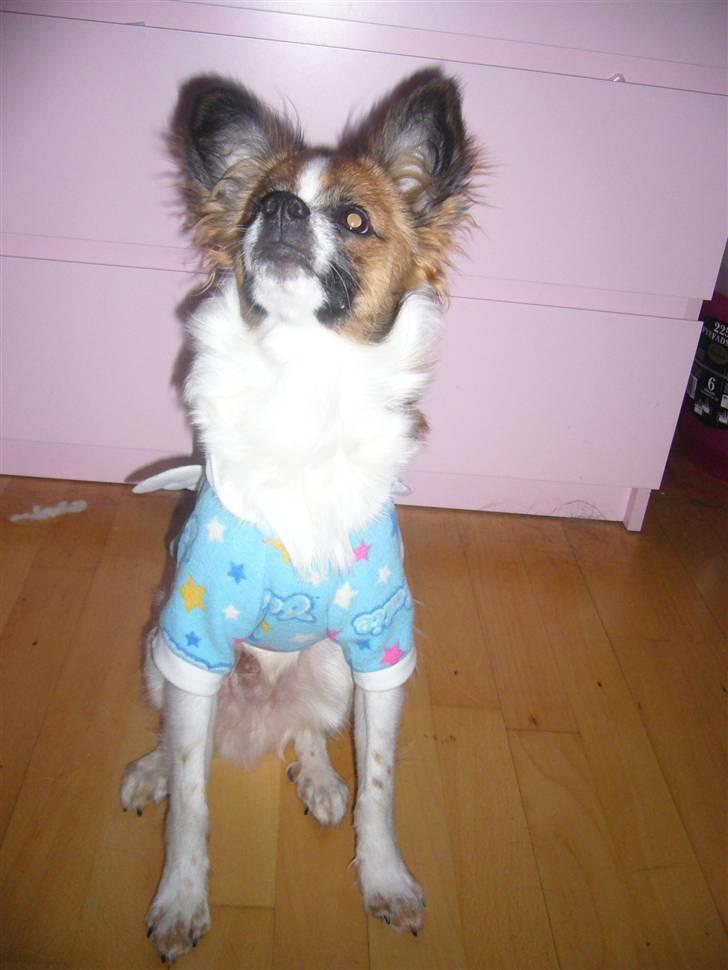 Blanding af racer Bambi billede 10