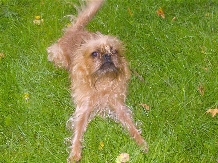 Griffon bruxellois Pax - ihh hvor han skør, min trold... billede 1