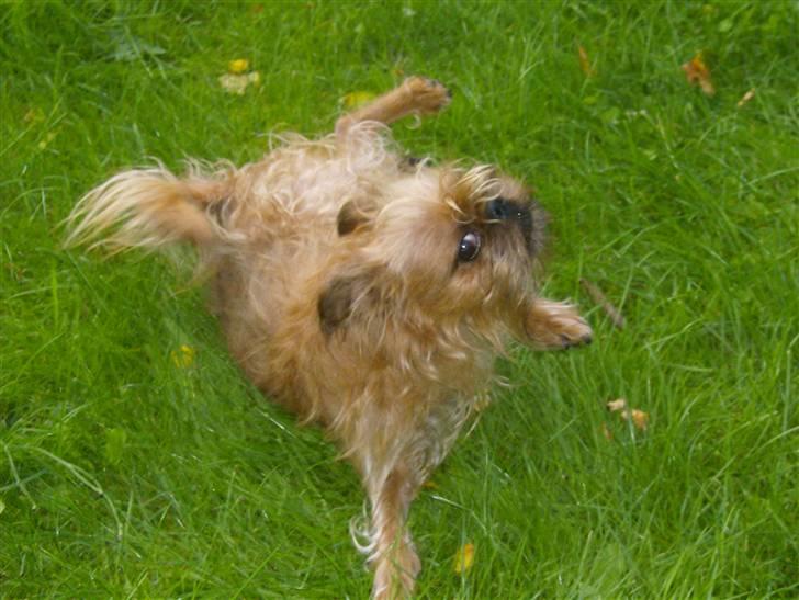 Griffon bruxellois Pax - uha.. vi vælter lige... billede 2