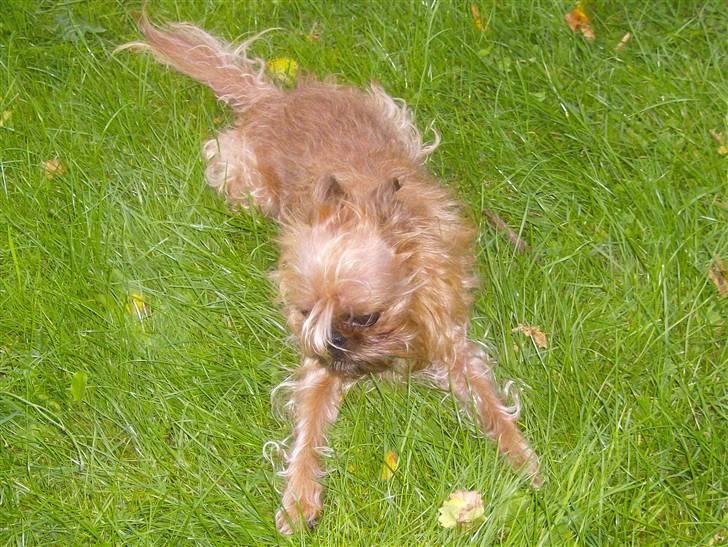 Griffon bruxellois Pax - hmm... hvad er der mon derovre...? billede 3