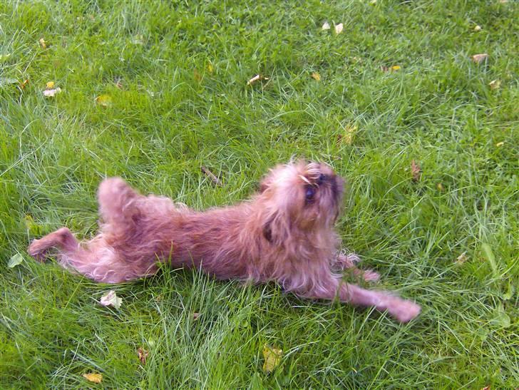 Griffon bruxellois Pax - åh så fjolle han er mit bette pus... billede 4