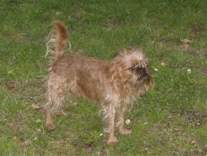 Griffon bruxellois Pax - hvor ser du trist ud... :( billede 5