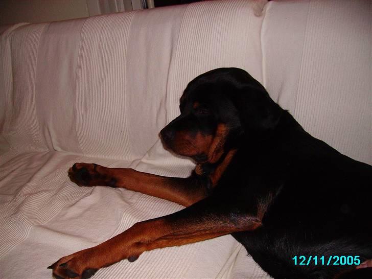 Rottweiler Troja billede 1