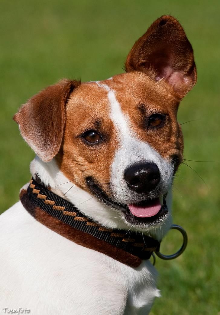 Jack russell terrier Gizmo (Mr Wonky Ears) - Her er jeg, det er mig der er Gizmo :O) billede 1