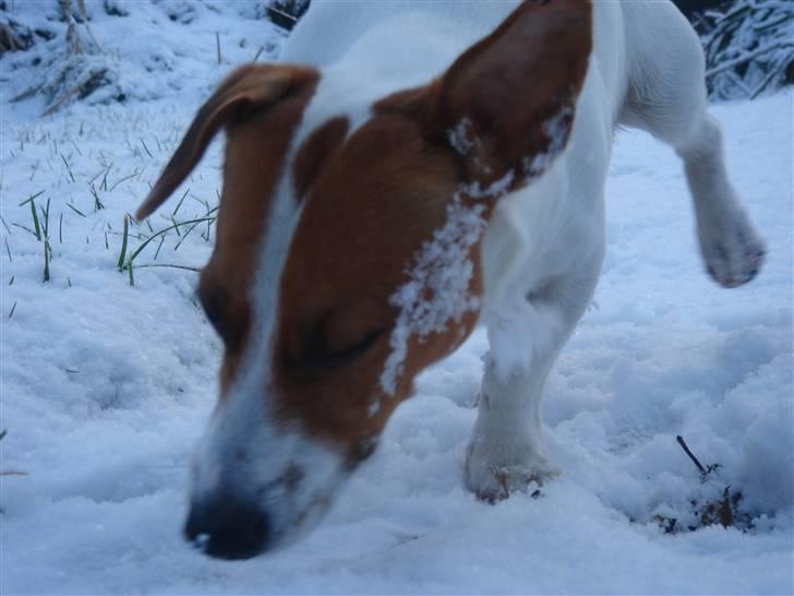 Jack russell terrier Gizmo (Mr Wonky Ears) - Det er sgi da koldt det her :O) billede 2