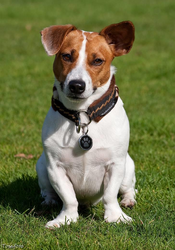 Jack russell terrier Gizmo (Mr Wonky Ears) - Et tænksomt øjeblik :) billede 3