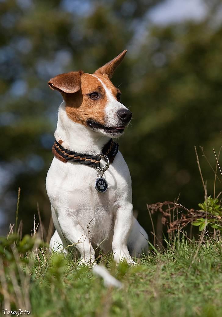 Jack russell terrier Gizmo (Mr Wonky Ears) - Look Out billede 4
