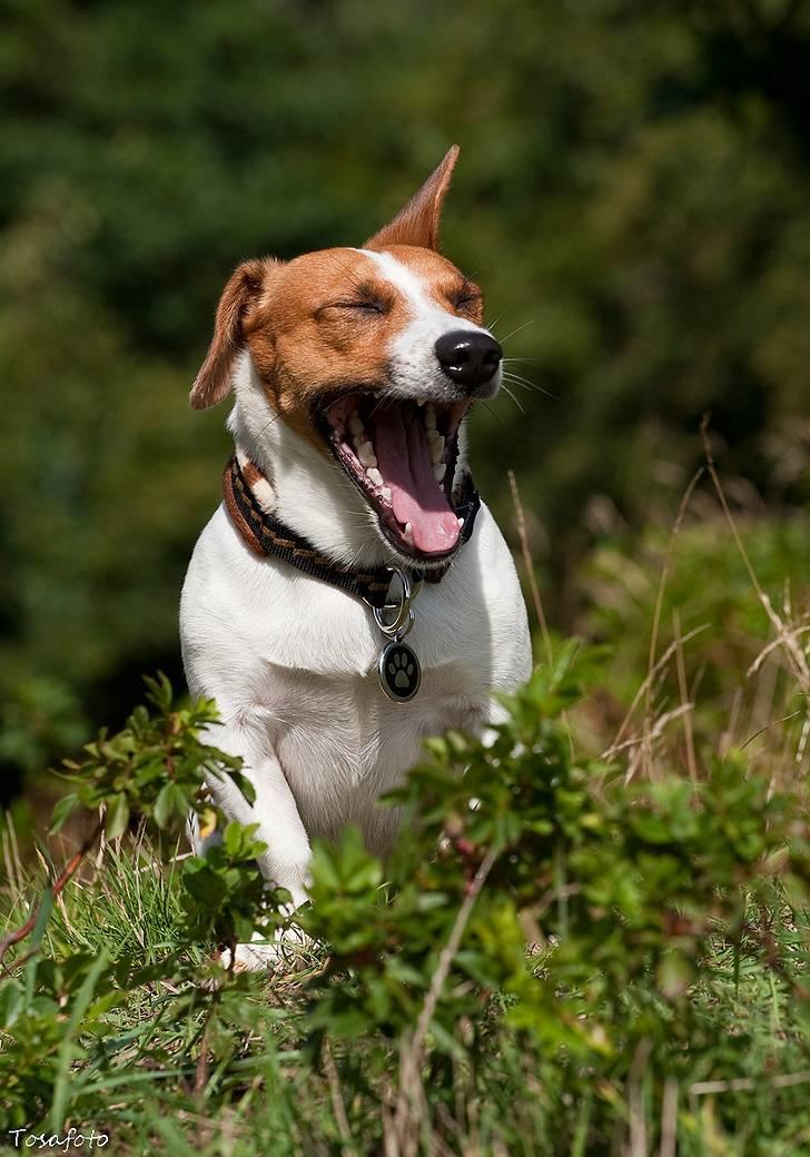 Jack russell terrier Gizmo (Mr Wonky Ears) - Smiiiiiiiil til kameraet :O) billede 5