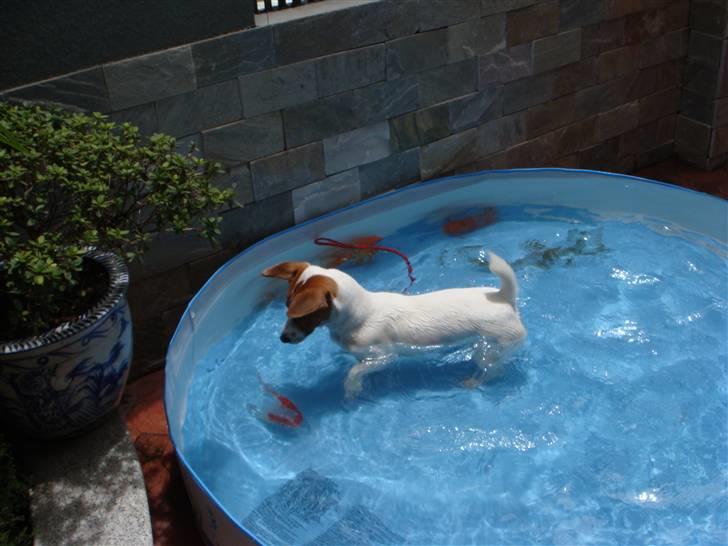 Jack russell terrier Gizmo (Mr Wonky Ears) - Badebassin med ekstra underholdning :O) billede 6
