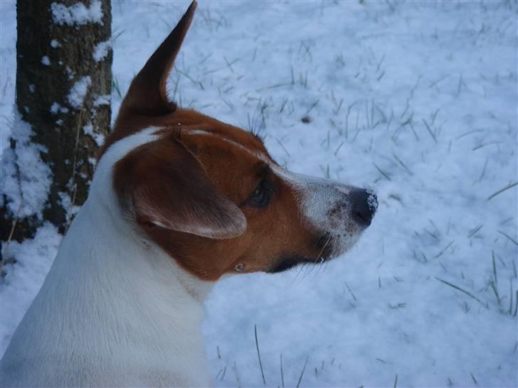 Jack russell terrier Gizmo (Mr Wonky Ears) - Morgenstund i haven i sne billede 7