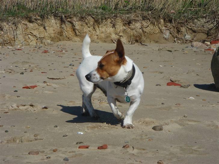 Jack russell terrier Gizmo (Mr Wonky Ears) - hvad skuer mit øje? billede 8
