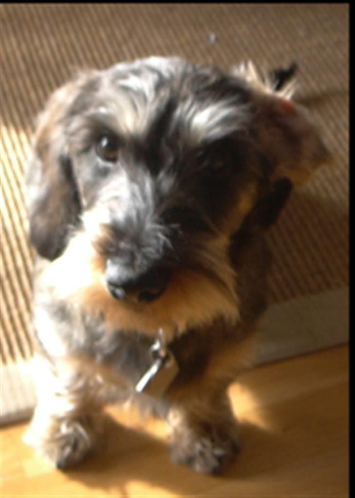 Gravhund Pedro - se mig, er jeg ikke sød?? billede 3