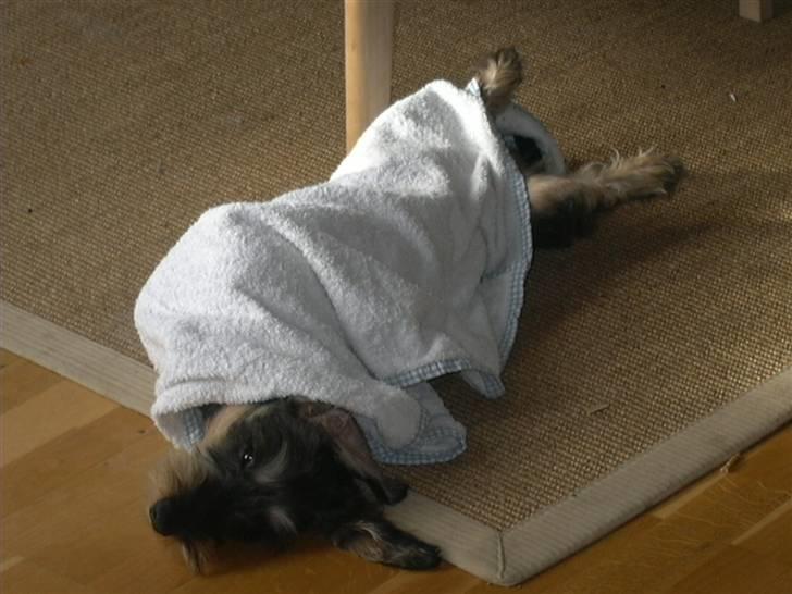 Gravhund Pedro - Nyvasket dejlighed ligger og nyder indpakningen billede 4