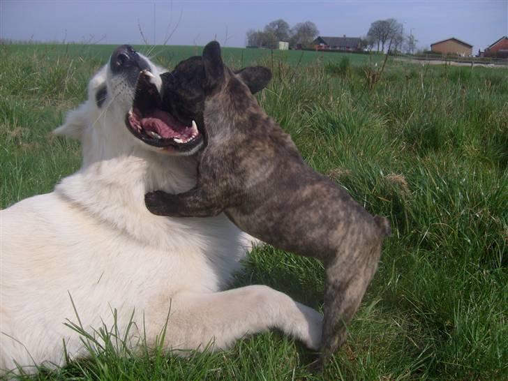 Fransk bulldog Lancome's Øyja billede 15