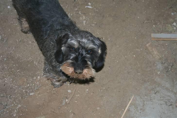 Gravhund Pedro - Ja, jeg holder øje med at byggeriet går som det skal! billede 5